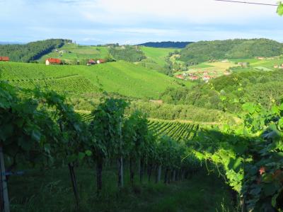 Vineyards in the Südsteiermark